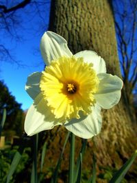 Close-up of yellow daffodil flower