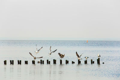 Birds flying over sea against clear sky