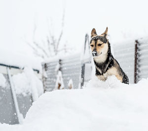 Winter leisure. pet care. adorable mixed breed dog playing in the snow in the backyard