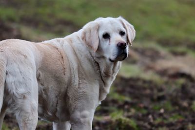 Close-up of dog on field