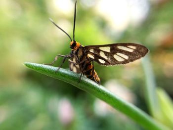 Close-up of butterfly on plant