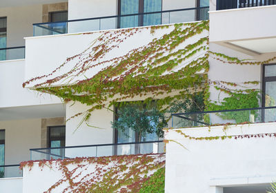 Low angle view of tree against building