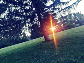 Trees on field against sky during sunset