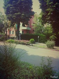 Trees growing in garden