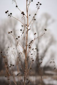 Close-up of dry plant against sky