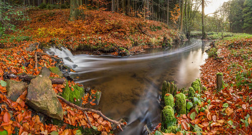 Water flowing in forest during autumn