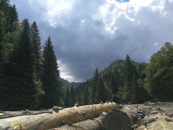 Panoramic view of pine trees against sky