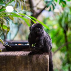 Close-up of monkey on tree