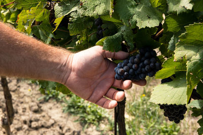 Cropped hand of person holding grapes