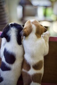 Close-up of puppy at home