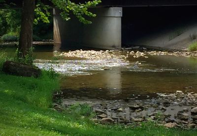 Stream flowing through a forest