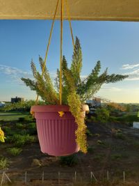 Potted plant on field against sky