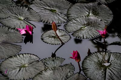 Close-up of pink lotus water lily