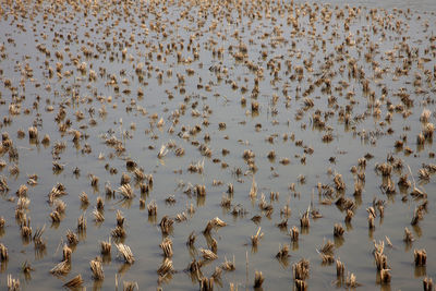 Rice field just after harvesting