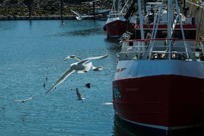 Seagull flying over sea