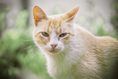 Close-up portrait of a cat