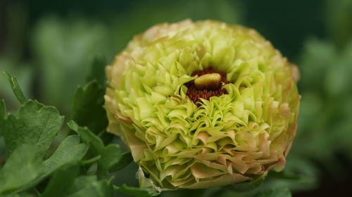 Close-up of green plant