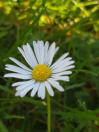 Close-up of white flower blooming outdoors