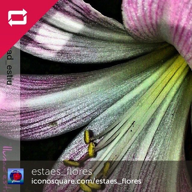 Estaes_flores