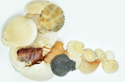 Close-up of seashell on white background