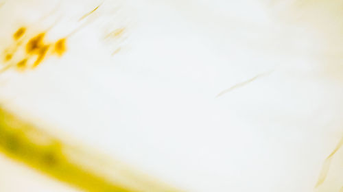Close-up of yellow leaf