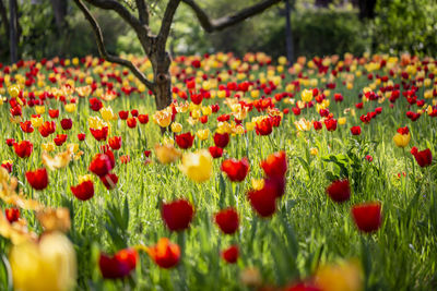 Close-up of flowering plants on field