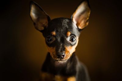 Portrait of a dog