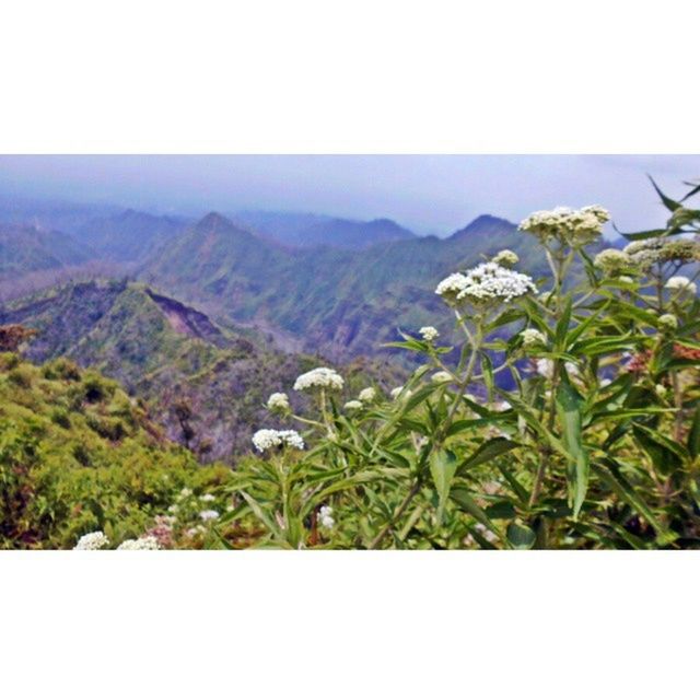 mountain, transfer print, growth, plant, beauty in nature, tranquil scene, nature, tranquility, landscape, green color, scenics, auto post production filter, clear sky, mountain range, flower, green, field, grass, sky, day