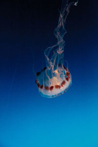 Close-up of jellyfish against blue background