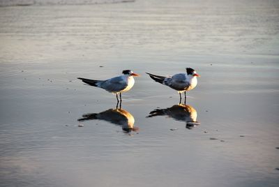 Birds perching on lake