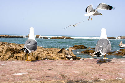 Seagulls flying over sea against clear sky