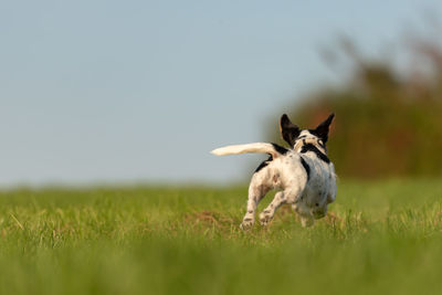 View of an animal on field