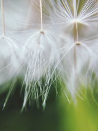 Close-up of dandelion against blurred background