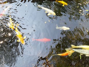 High angle view of koi fish in lake