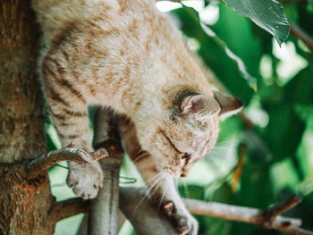 Close-up of a cat on tree