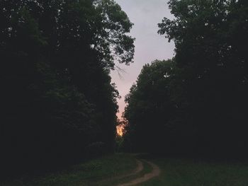 Trees and plants growing on road in forest against sky