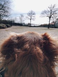 Close-up of dog by bare trees against sky