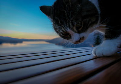 Close-up of cat against sky during sunset with beer