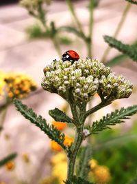 Close-up of ladybug on flower