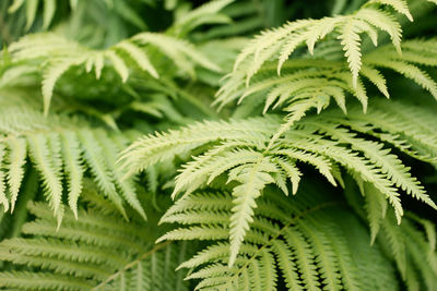 Close-up of fern leaves