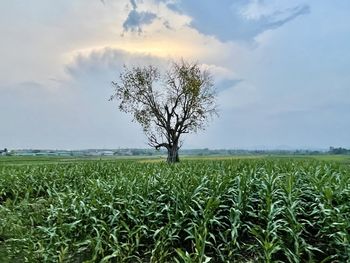 Scenic view of field against sky