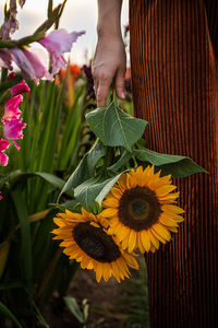 Close-up of hand holding flowering plant