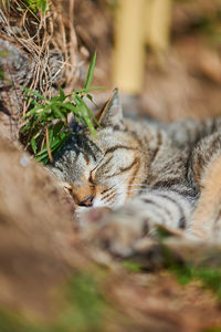 Close-up of cat sleeping outdoors