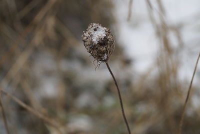 Close-up of dried plant