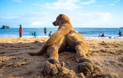 Beach and dogs