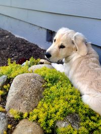 Close-up of a dog looking away