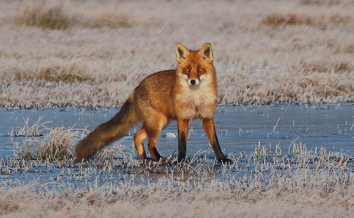 Portrait of a cat on field
