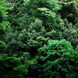 View of lush trees in forest