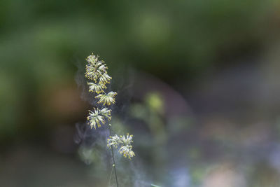 Close-up of flowering plant on land