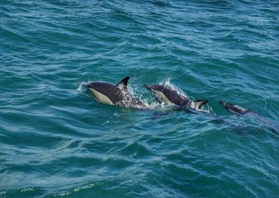 High angle view of dolphins swimming in sea